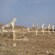 A series of Lion statues in an arid environment
